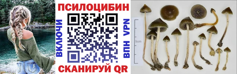 Купить закладки  Ноябрьск  Псилоцибиновые грибы Psilocybine cubensis 